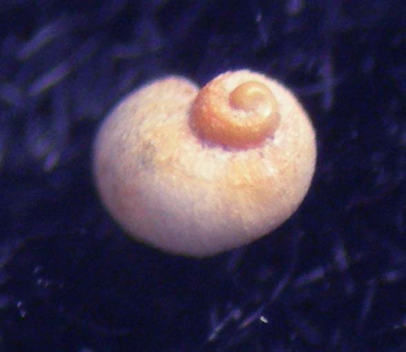 Rugulina monterosatoi